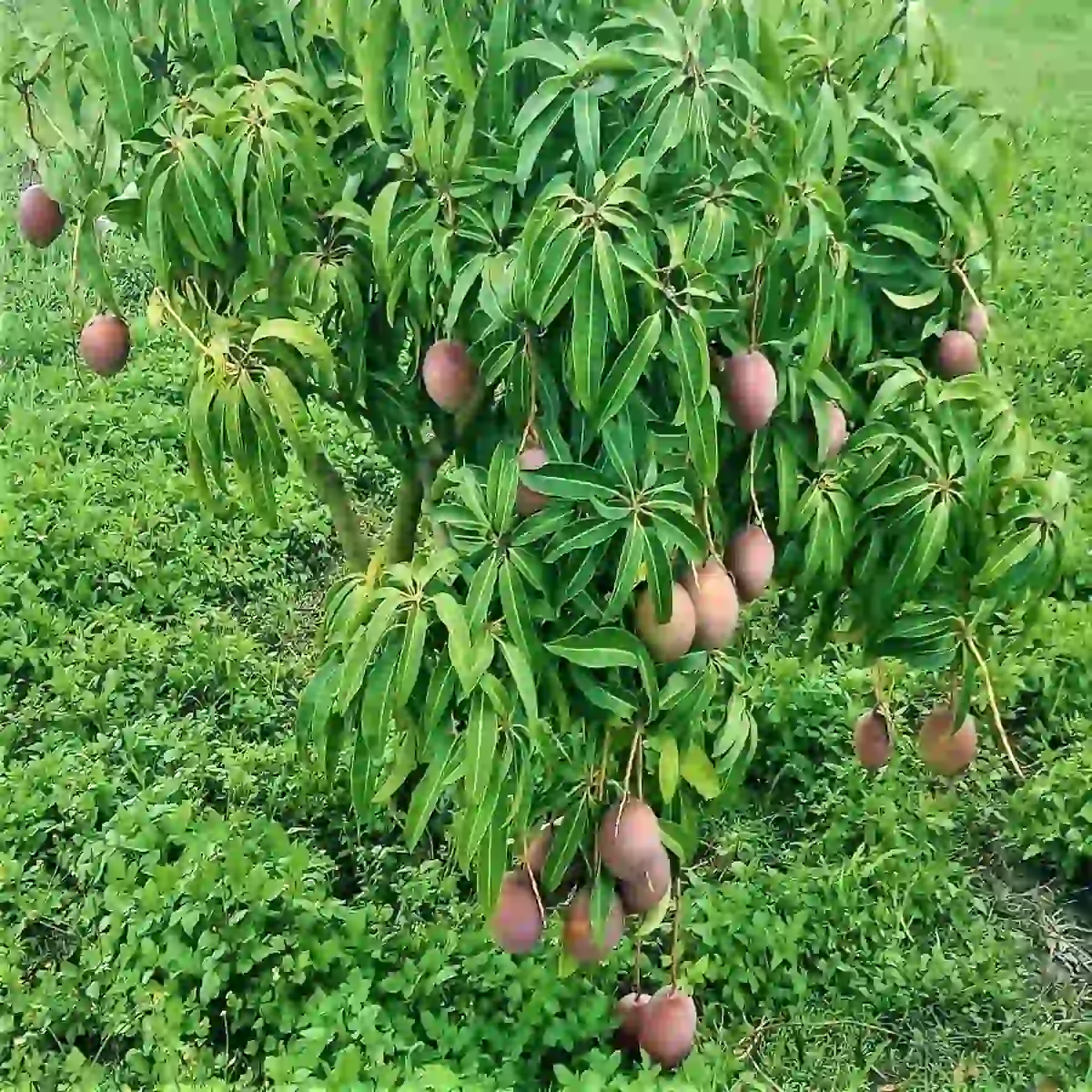 Kent Mango (કેન્ટ કેરી)